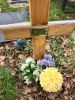 Temporary grave marker for Carmen Ileen Wray n�e Daley